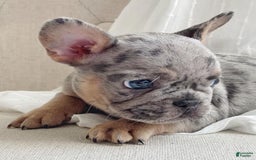 French Bulldog dogs for sale: Anni - Image 9
