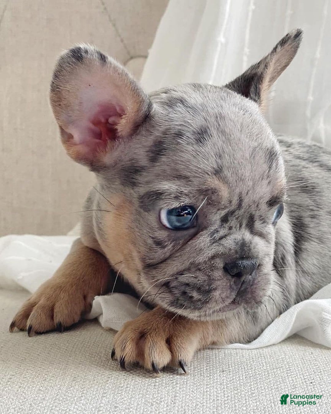 French Bulldog dogs for sale: Anni - Image 9
