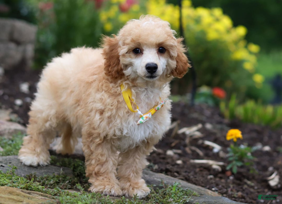 Miniature Poodle dogs for sale: Jazz - Image 22