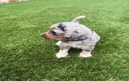 Bernedoodle dogs for sale: 5 - Image 3