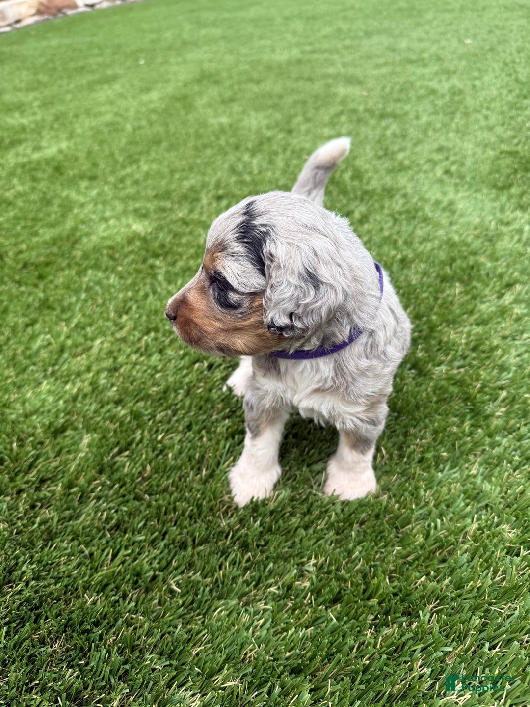 Bernedoodle dogs for sale: 5 - Image 3