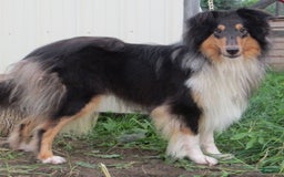 Collie dogs for sale: Archie - Image 6