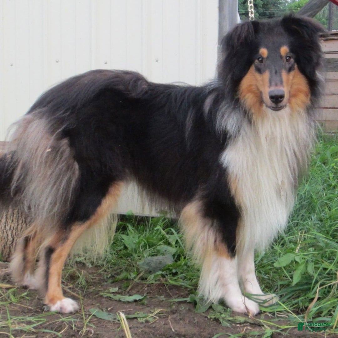 Collie dogs for sale: Archie - Image 6