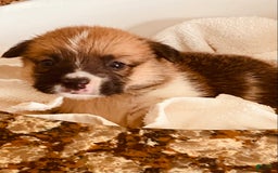 Welsh Corgi Pembroke dogs for sale: Red Boy - Image 14
