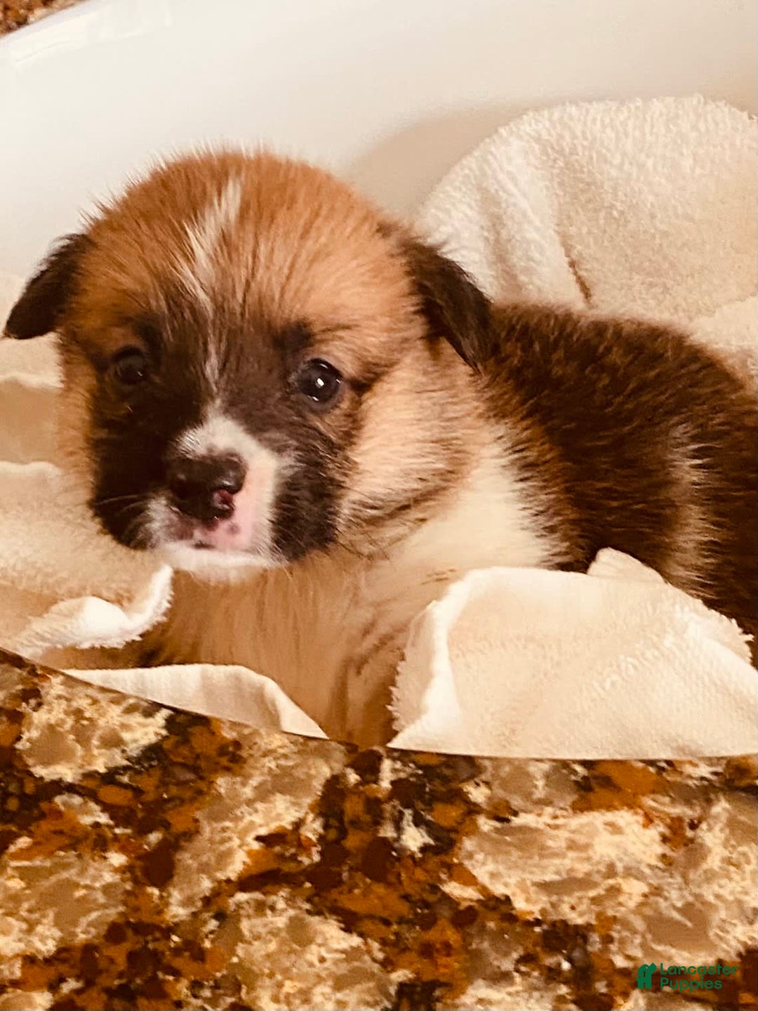 Welsh Corgi Pembroke dogs for sale: Red Boy - Image 14