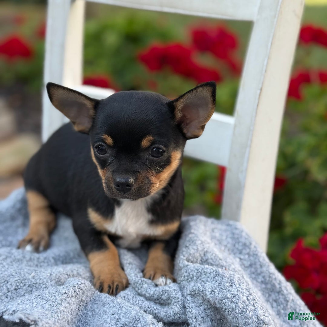 Chihuahua dogs for sale: Sprinkles - Image 3