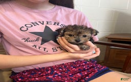 Morkie dogs for sale: Tiny Tim - Image 2