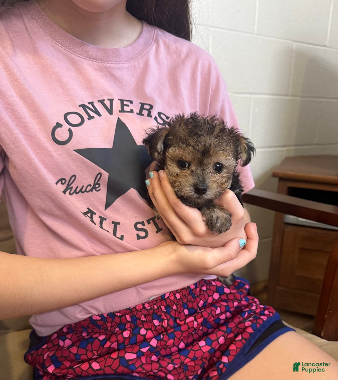 Morkie dogs for sale: Tiny Tim - Image 2