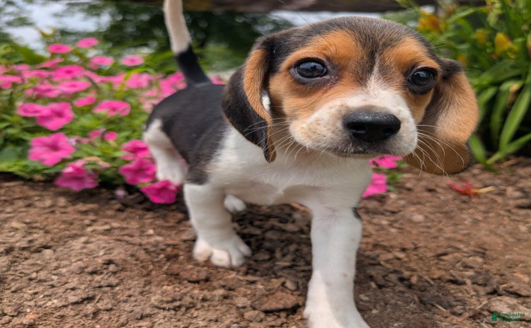 Beagle dogs for sale - Ad 5
