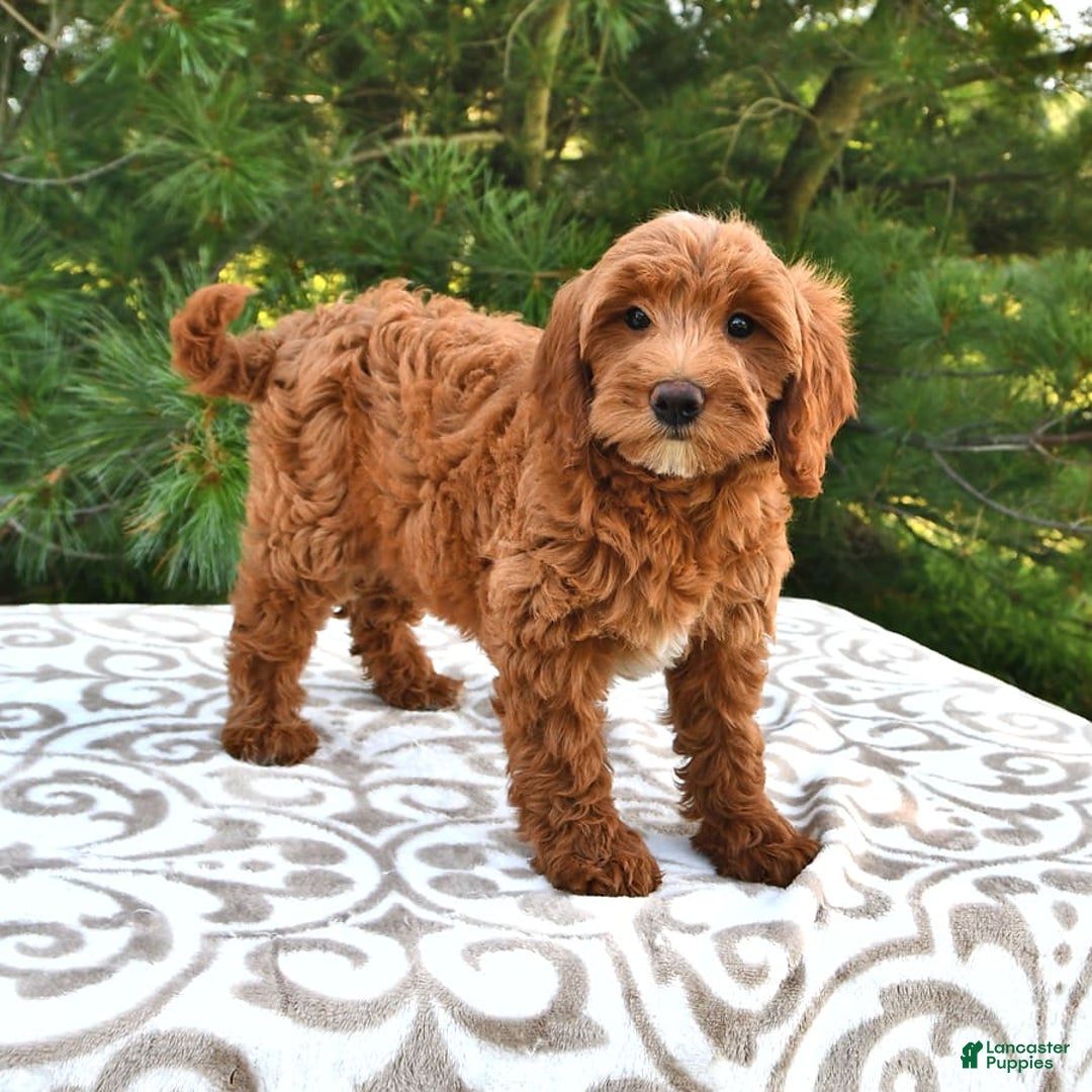 Mini Goldendoodle dogs for sale: Daisy - Image 3