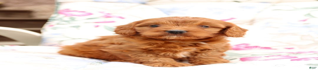 Spunky