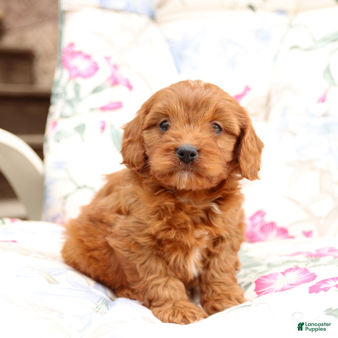 Cavapoo dogs for sale: Cavapoo 5 puppies - Image 8
