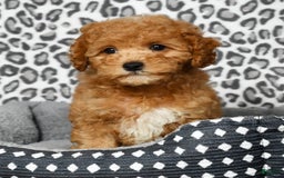 Cockapoo dogs for sale: Douglas - Image 4