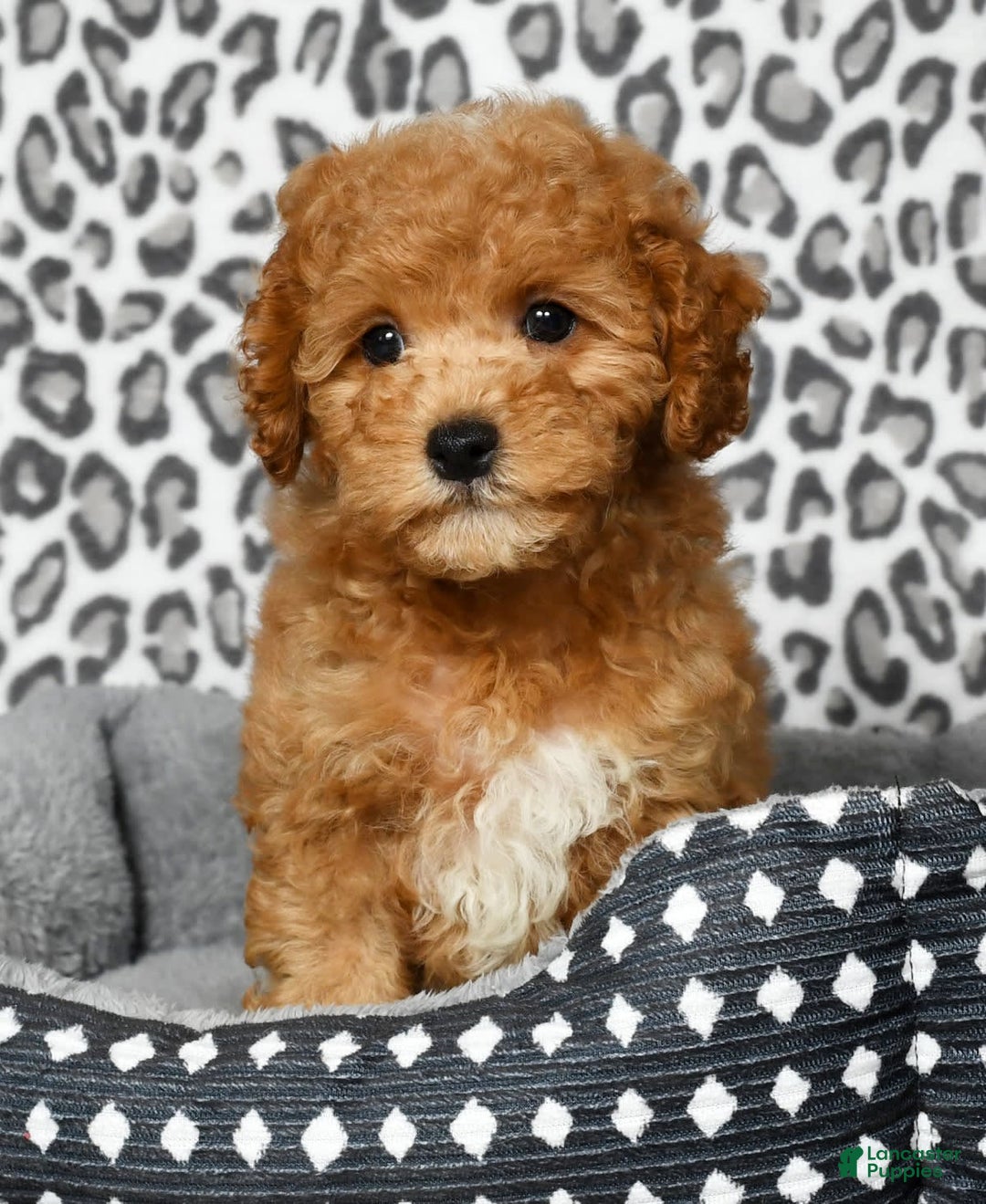 Cockapoo dogs for sale: Douglas - Image 4