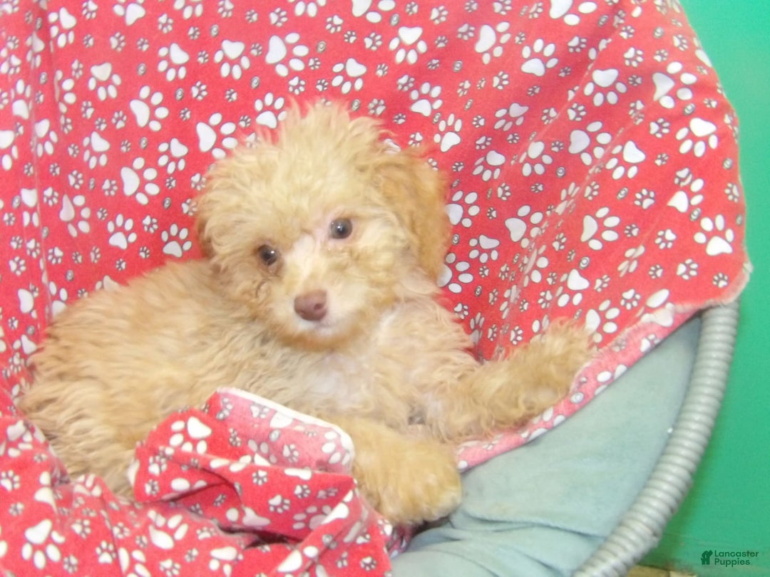 Aussiedoodle dogs for sale: CARMEL - Image 4