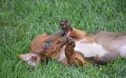 Dachshund dogs for sale: Wrenna - Image 5