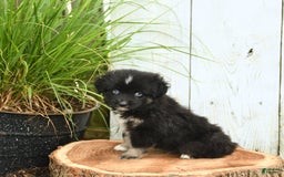 Miniature Australian Shepherd dogs for sale: Chase - Image 6