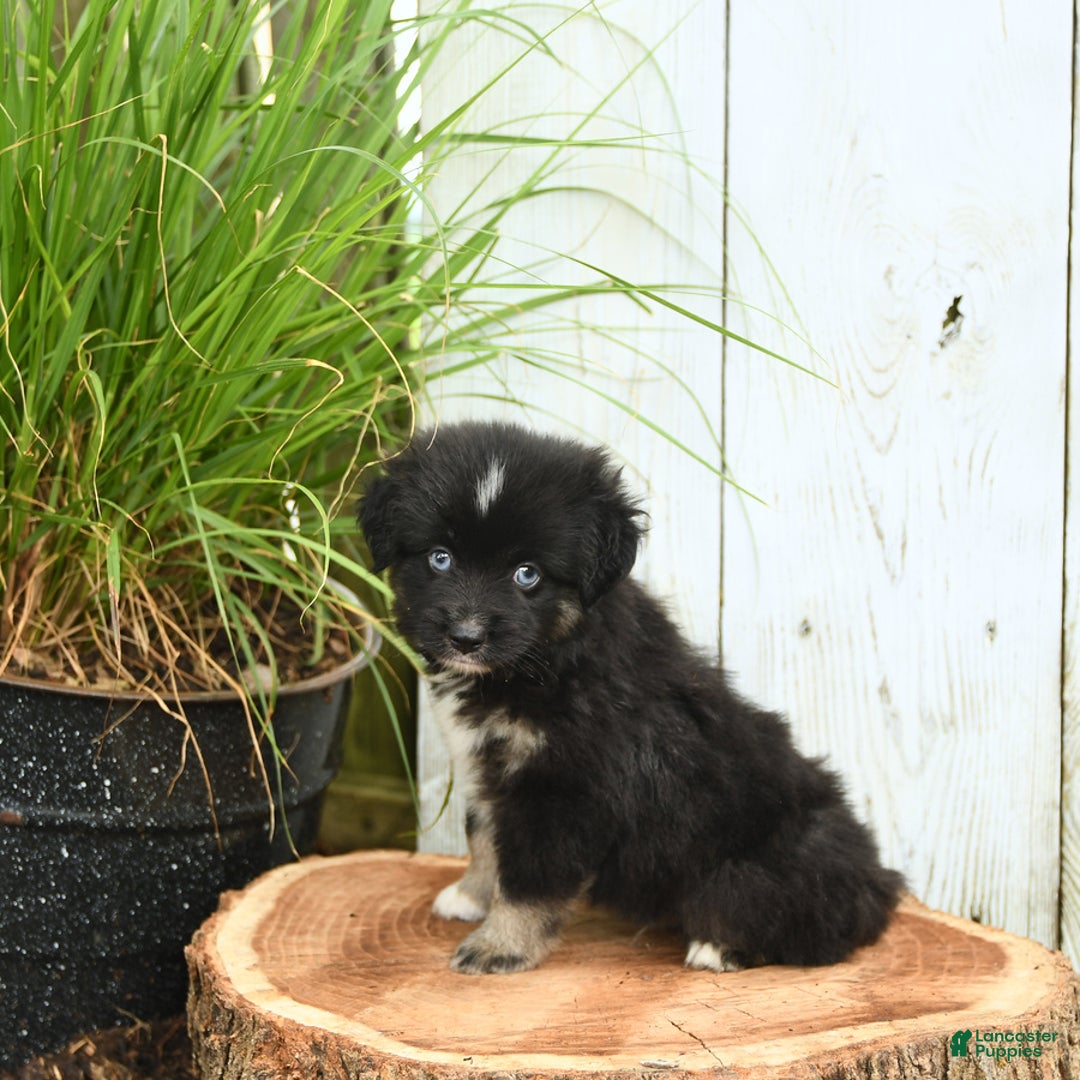Miniature Australian Shepherd dogs for sale: Chase - Image 6
