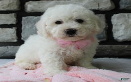 Bichon Frise dogs for sale: Lenny - Image 8