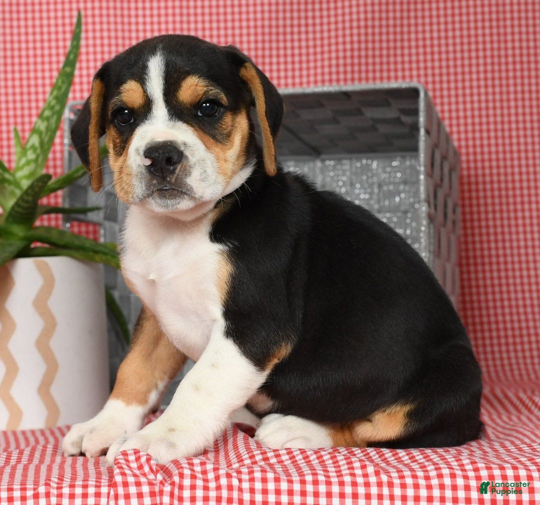 Beabull dogs for sale: Wanda - Image 1