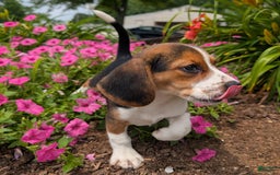 Beagle dogs for sale: Caramel - Image 7