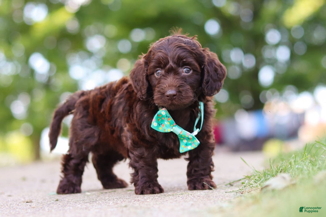 Miniature Dachshund dogs for sale: Dragona - Image 5