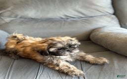Shih Tzu dogs for sale: Copper - Image 6