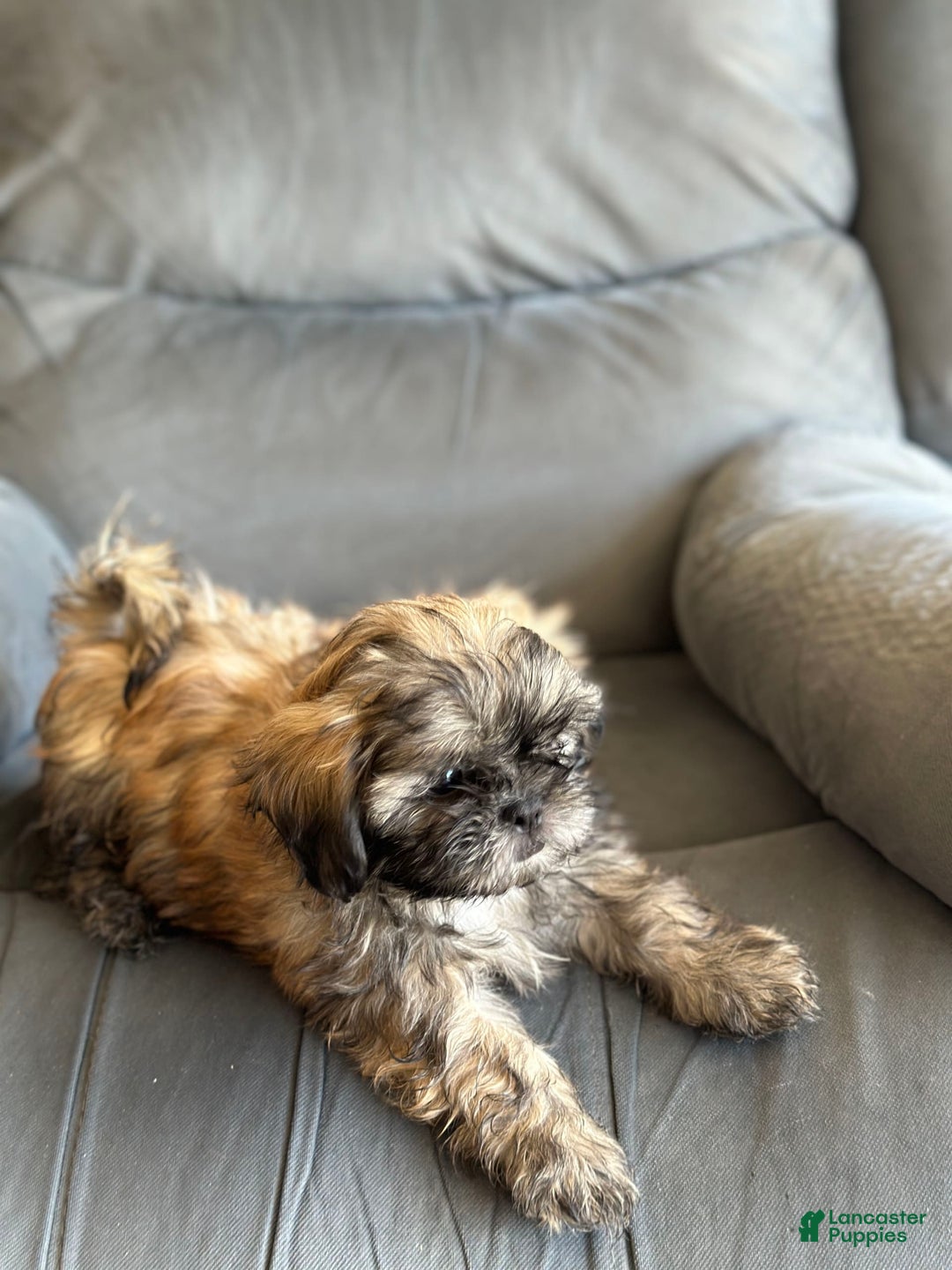 Shih Tzu dogs for sale: Copper - Image 6