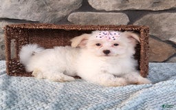 Havanese dogs for sale: Daisy - Image 7