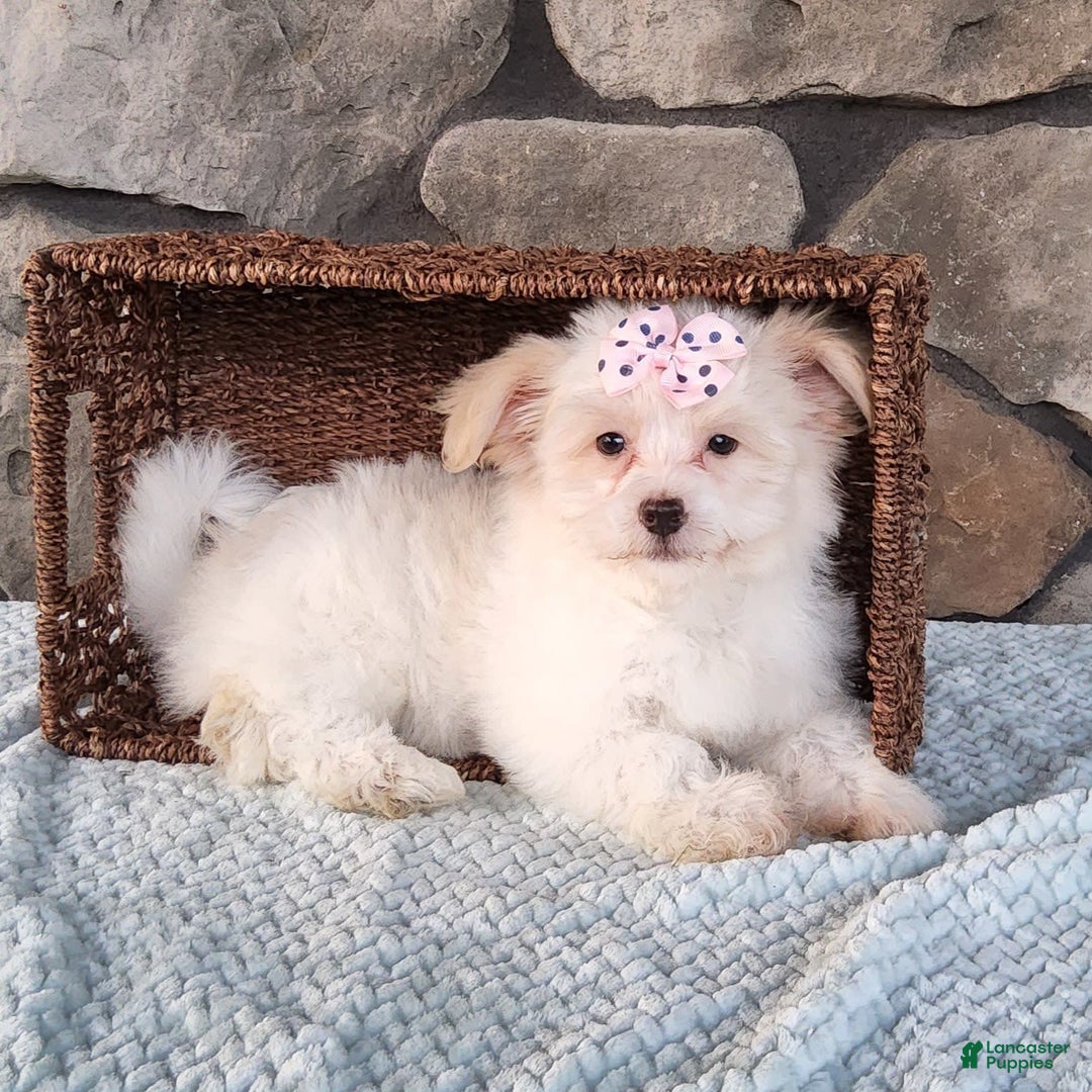 Havanese dogs for sale: Daisy - Image 7