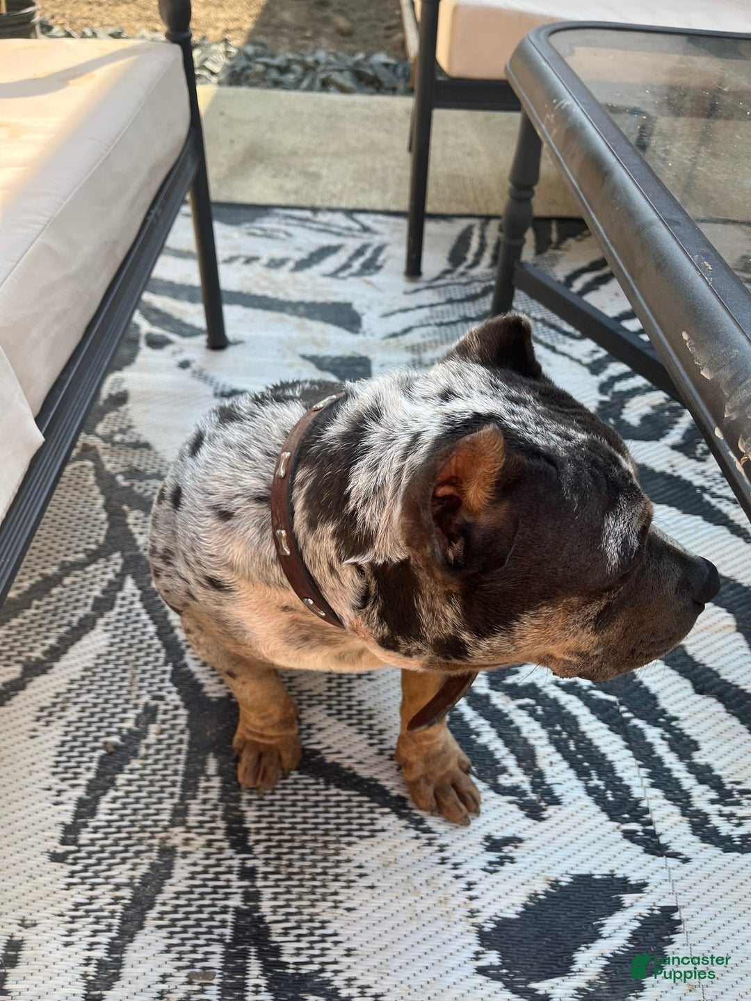 American Bully dogs for sale: Cash - Image 5