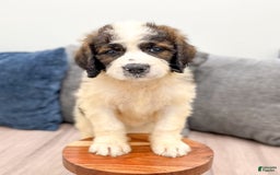 Saint Berdoodles dogs for sale: Leia - Image 1