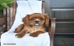 Cavalier King Charles Spaniel dogs for sale: Starlight - Image 7