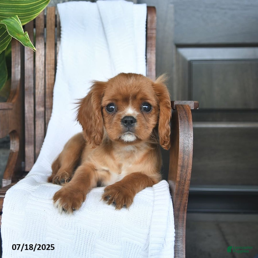Cavalier King Charles Spaniel dogs for sale: Starlight - Image 7