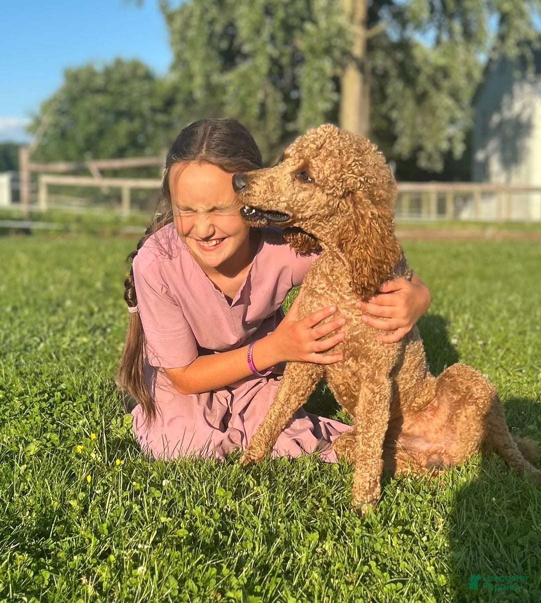 Goldendoodle dogs for sale: Bennie - Image 9