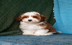 Havanese dogs for sale: Chase - Image 4