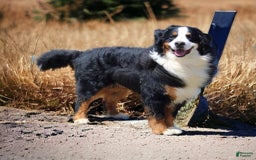Bernese Mountain Dog dogs for sale: Wilder - Listing for pets: Waska, Wenka, Wenna, Whiskey, Wilder, Willa, Winnie, Winston - Image 7