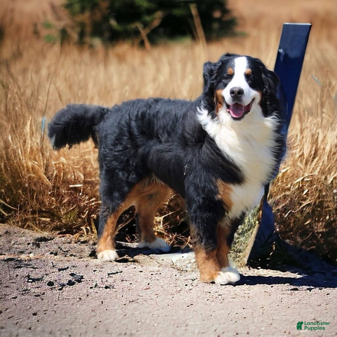 Bernese Mountain Dog dogs for sale: Wilder - Listing for pets: Waska, Wenka, Wenna, Whiskey, Wilder, Willa, Winnie, Winston - Image 7