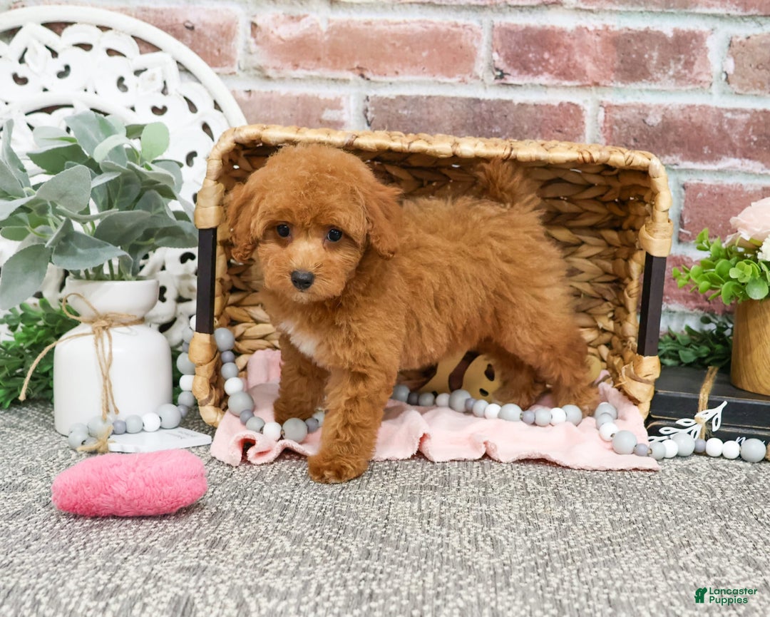 Miniature Poodle dogs for sale: Gabriela - Image 2