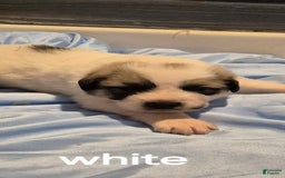 Great Pyrenees dogs for sale: White - Image 13
