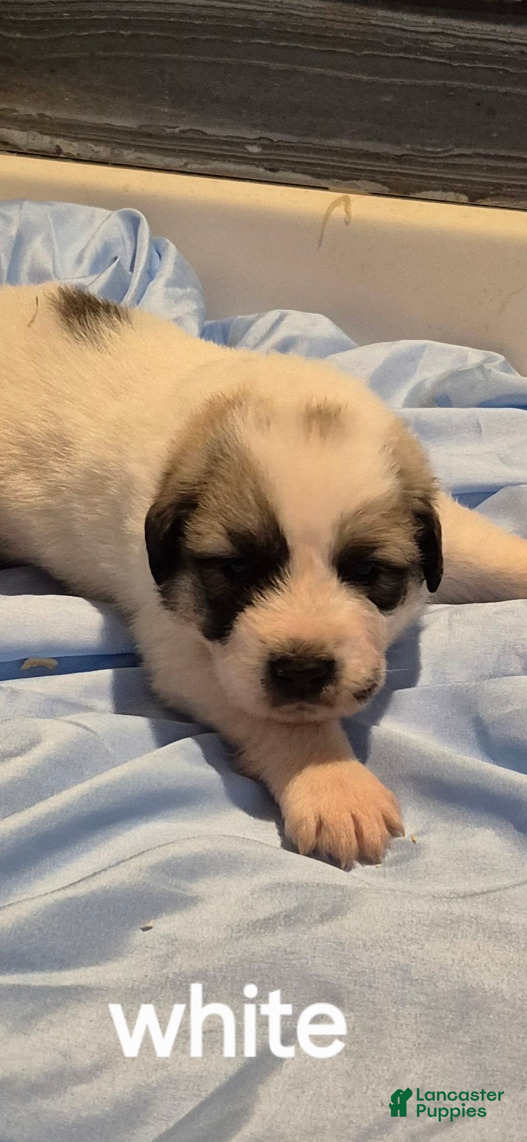 Great Pyrenees dogs for sale: White - Image 13
