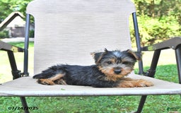 Yorkshire Terrier dogs for sale: Toby - Image 1