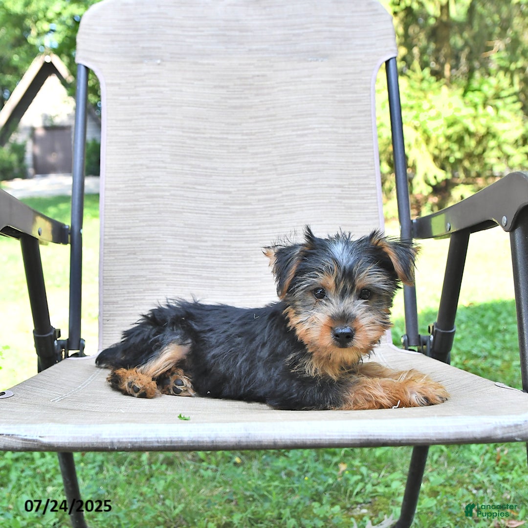 Yorkshire Terrier dogs for sale: Toby - Image 1