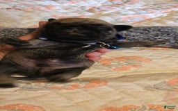 Pug dogs for sale: Dwight - Image 7