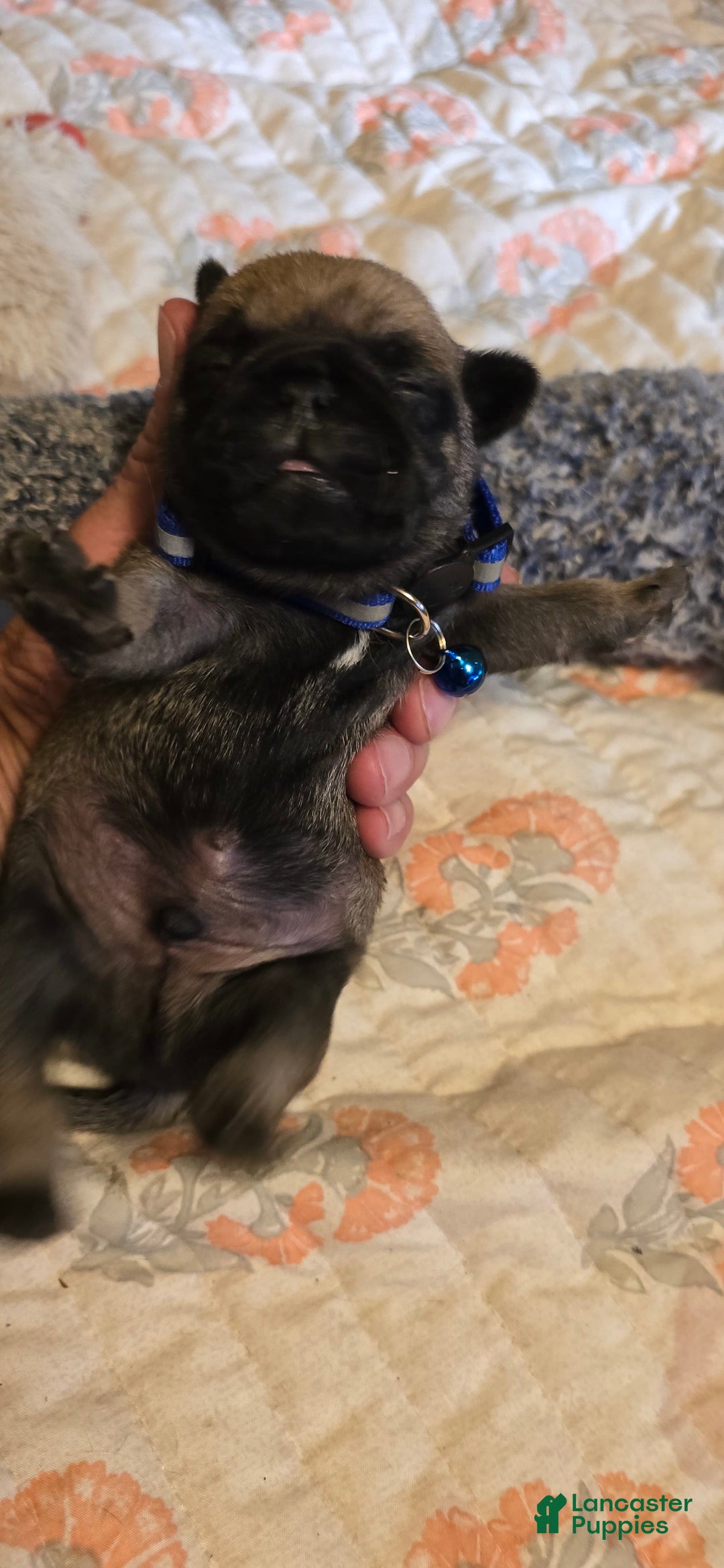 Pug dogs for sale: Dwight - Image 7
