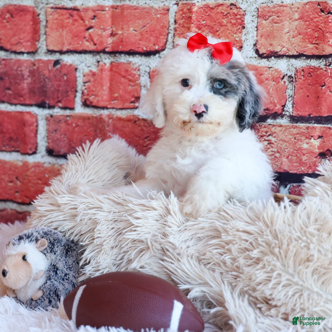 Bichpoo dogs for sale: Bowie - Image 14