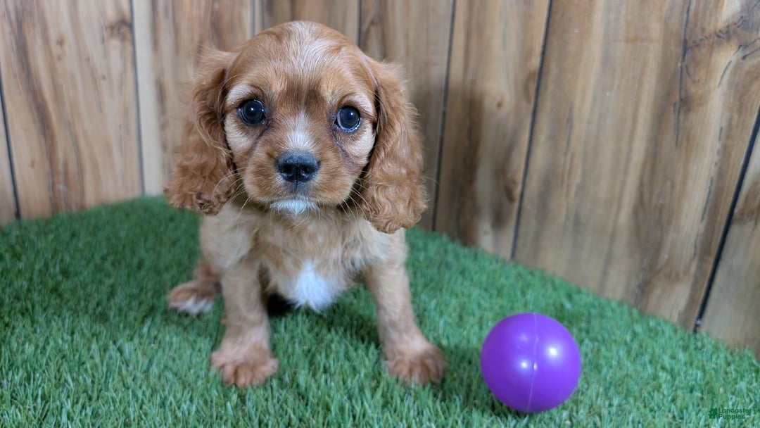 Cavalier King Charles Spaniel dogs for sale: Lucy Girl 3 - Image 5