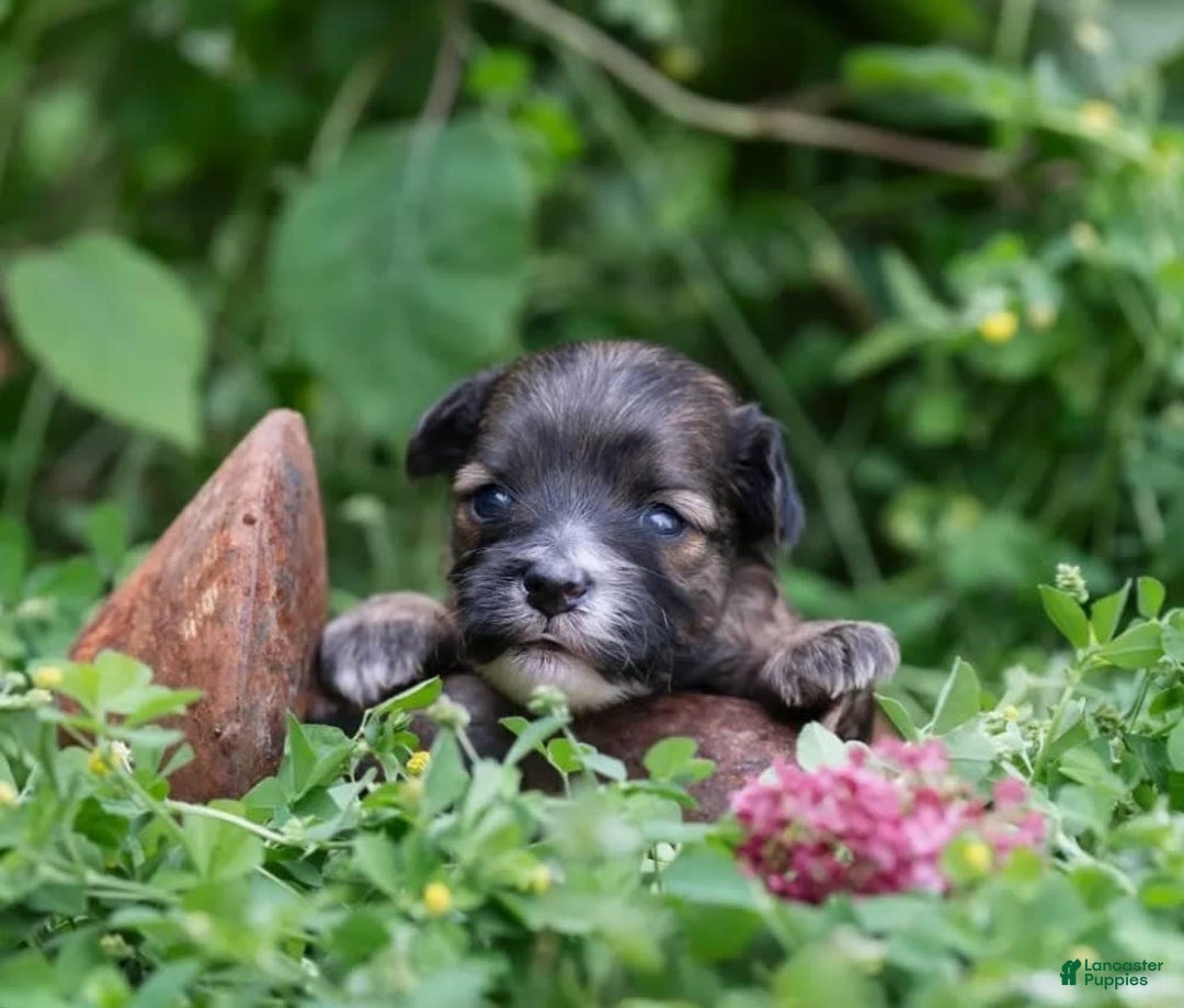 Yorkiepoo dogs for sale: Jasper - Image 2