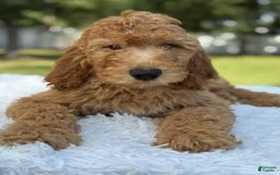 Goldendoodle dogs for sale: Bingo - Image 10