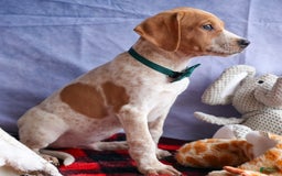 Beagle dogs for sale: Cookie - Image 1